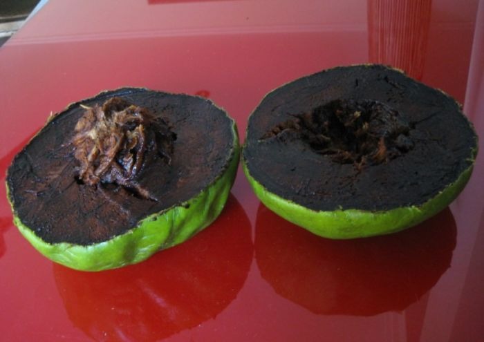 Zapote negro (chocolate Pudding Fruit)